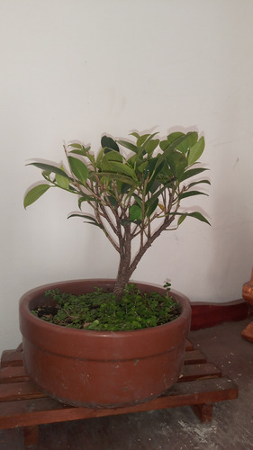 Bonsai De Tiger Bark 3 Años Maceta Cerámica Redonda