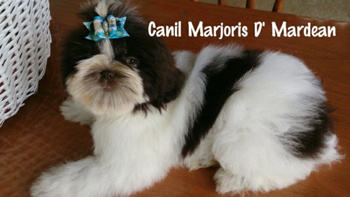 Shih Tzu Macho Branco E Chocolate