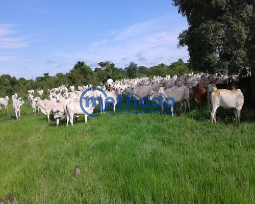 Fazenda - Fa00006 - 68495881