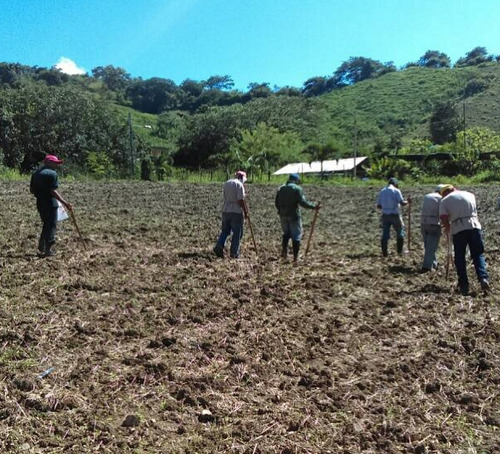 Imagen 6 de 11 de Finca En Venta El Pao La Victoria 15/9/20