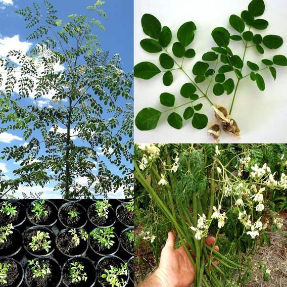 Mudas De Moringa Oleifera Rj Plantas Para Jardim No Mercado