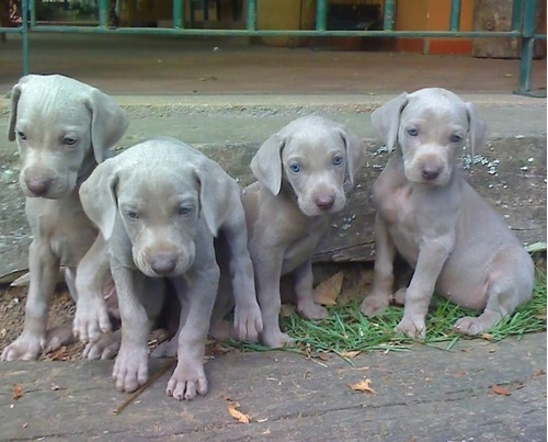 Weimaraner Lindos Filhotes