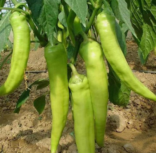 150 Semillas De Chile Pimienta De Plátano + Instructivo