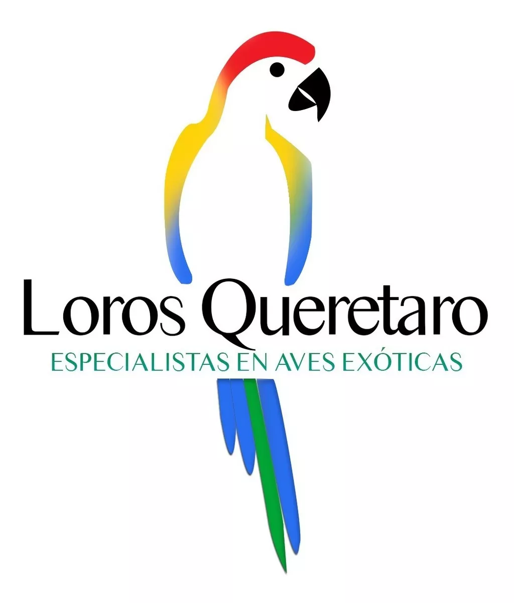 Tercera imagen para búsqueda de venta de loros kramer