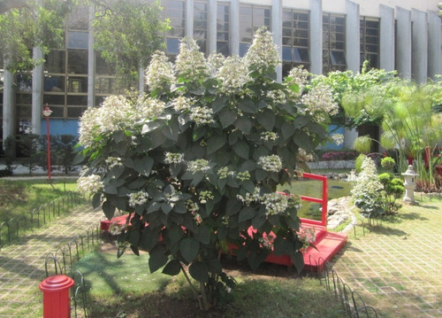 Imagem 2 de 6 de Muda De Clerodendro Fragrans, Clerodendro Branco Perfumado.