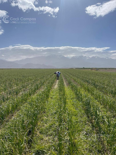 Se Vende Finca De 170ha Con Plantaciones De Ajo En San Carlos, Mendoza