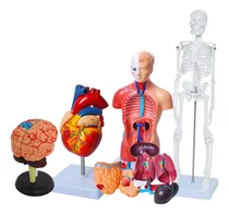 Comprar Modelo Anatomico Humano Para Estudiantes Medicina Fisiologia
