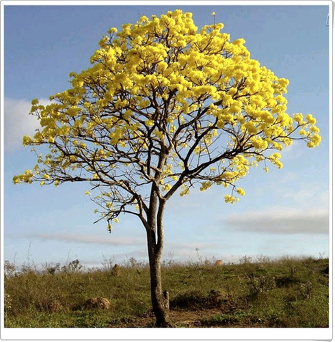 Kit 300 Sementes De Ipê + Jacarandá + Flamboyant P/ Mudas