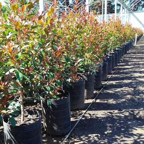 Eugenia Myrtifolia Arbusto Para Cerco E10