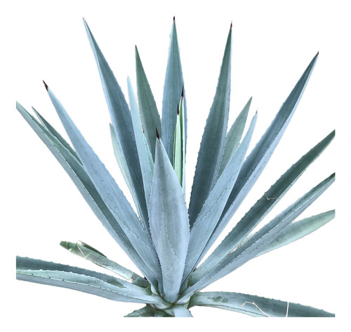Ejemplar De Agave Espadín Para Decoración 90 Cm