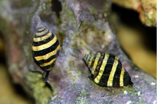 3 Abeja Y 2 Nassarius Con Envio 