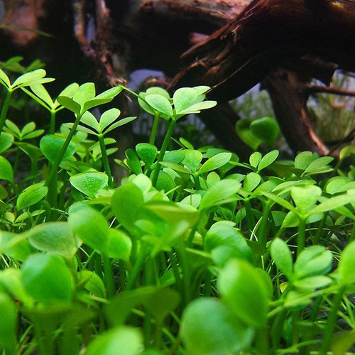 Marsilea Trébol De Agua Planta Acuática Bajos O Medios Req