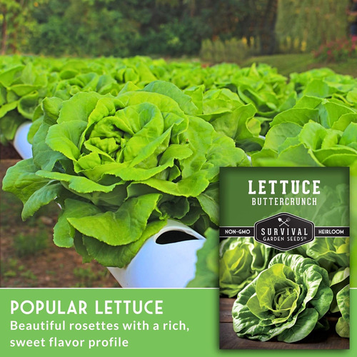 Semillas De Lechuga Buttercrunch Para Huerto Con Instruccion