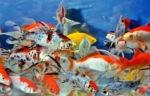 Shubunkin  Peces Goldfish Agua Fria 10cm