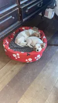 Comprar Perros De Raza