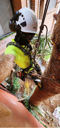 Poda De Arboles Tala Extracciones De Raiz Poda De Palmeras