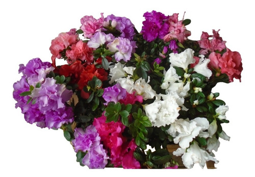 6 Mudas Sortidas De Azaleia: Flores Dobradas 