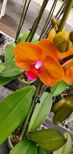 Orquídeas Phalaenopsis 2 Varas Floral Por Abrir Garantizado