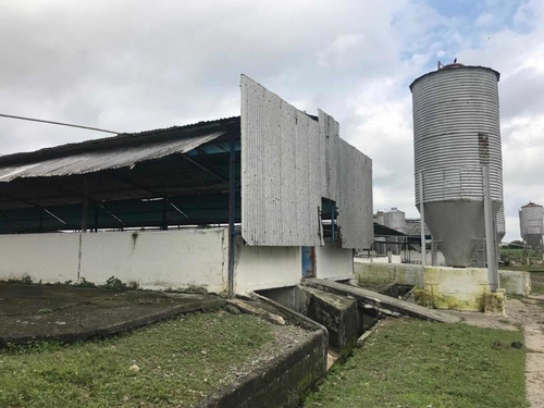 Imagen 13 de 27 de En Venta Finca De 118 Hectáreas , Y Granja Porcina , De 3.5