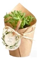 Comprar 50 Souvenir Suculentas O Cactus C\u002Fcartel, Eventos Isiflor