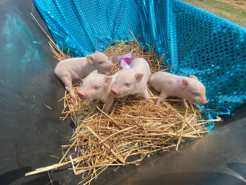 Cerditos Minipig Nano