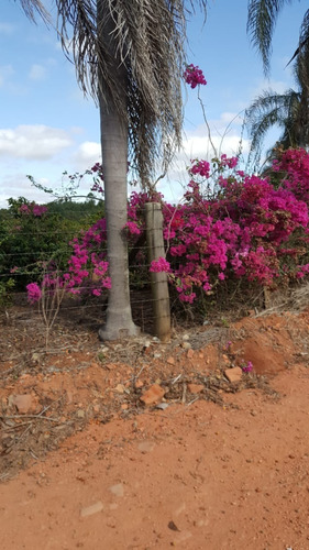 Imagem 29 de 30 de Chácara 12mil M2, Rico Em Água Com Lago, Casa Sede Boa, Pomar Formado, Piscina, Poço Artesiano, Canil, Campo De Futebol, Ótima Localização - Ch00251 - 70808928