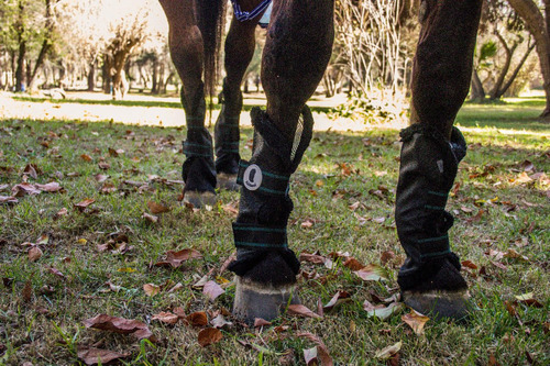 Protecciones Para Caballos Protectora De Insectos Aldani