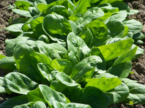Semillas Espinaca Huerta Verduras Hortalizas