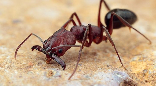 Hormigas Odontomachus 