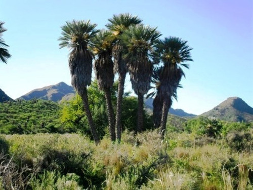 Imagen 13 de 29 de Campo 432 Hectáreas , En Los Cerros, Córdoba. Recibo Pesos.