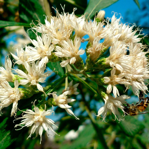 Chá De Assa Peixe - Vernonia Spp - 100g