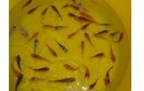 Carpas Koi 2. Cm Por 30 Carpitas