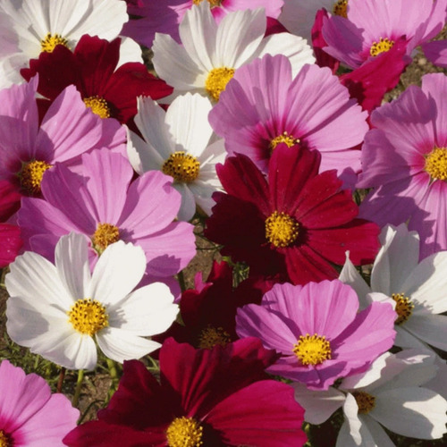 60 Sementes De Cosmos Sensation Flor Pasto Apicola