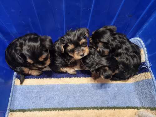 Cachorros Yorkshire Platimados Mini