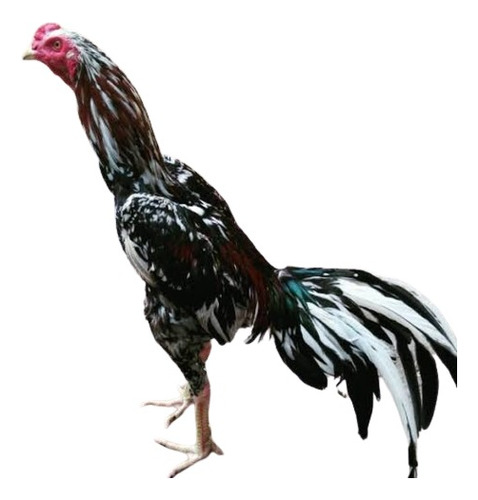 Índio Puro (ovos Galados)