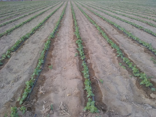 Venta De Terreno Agricola De 30 Hectareas En Jayanca Con Pozo Tubular