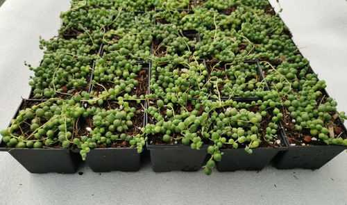 Imagen 9 de 11 de Suculenta Rosario (senecio Rowleyanus) 30 Pzas Envío Dhl