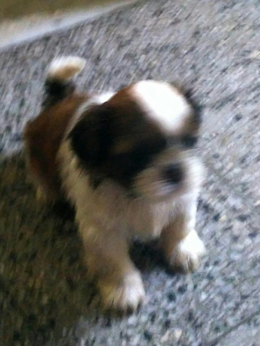 Mini Shitzus . Unicos 100%puros.