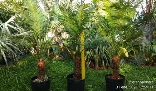 Palmera Cyca Circinalis - Deco, Piscinas, Paisajismo