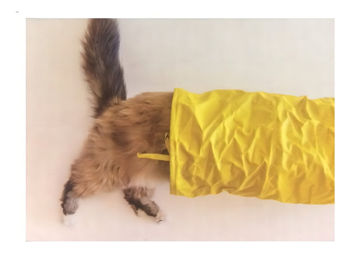 TĂșnel Juguete Gato Simple Tela Plegable Color Amarillo
