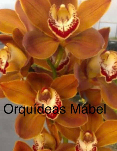 Imagen 4 de 10 de Cimbidiums Orquídeas De Cascada Y Normal, Hermosos Colores