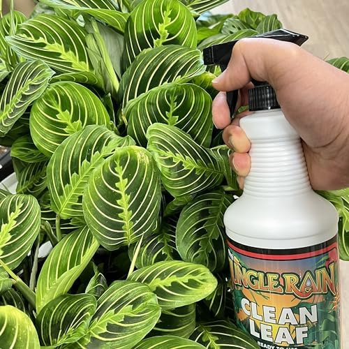 Jungle Rain Clean Leaf - Limpiador De Follaje Natural Con Ac