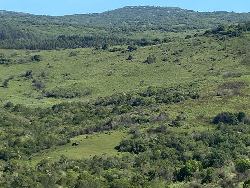 Exclusivo Campo Criador 535hás, Coneat 80. Buen Acceso.