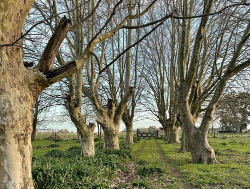 Venta Casa En Campo De 5 Hectáreas En Las Flores Apto Para Explotación Ganadera Y Agrícola