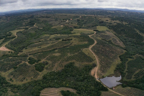Imagen 14 de 30 de Campo Ovicola En Garzon - 212 Hectareas