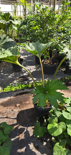 Planta Nalca O Pangue (gunnera Tinctoria) 1 M Gratis A R. M