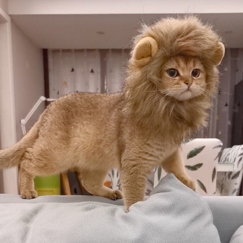Lindo Tocado Para Mascotas Con Forma De León Y Gato