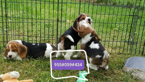 Cachorros Beagle Chocolate Tricolor