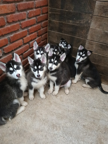 Se Venden Hermosos Cachorros Huskies 