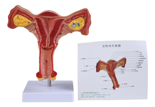 Modelo De Anatomía Del Sistema Reproductor Femenino